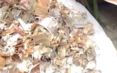 गोंडा में 8 साल की बचत पर चूहों ने फेरा पानी? 12 लाख रुपये के नोट कुतरने का दावा वायरल