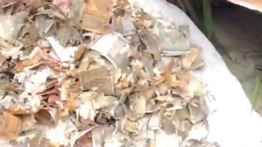 गोंडा में 8 साल की बचत पर चूहों ने फेरा पानी? 12 लाख रुपये के नोट कुतरने का दावा वायरल