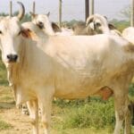 इन्फ्रारेड थर्मोग्राफी से डेरी गायों की सेहत और उत्पादकता की आसानी से हो सकती है निगरानी