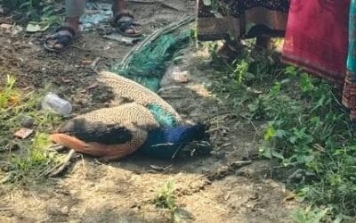 बारिश में भीगने से बीमार राष्ट्रीय पक्षी मोर की मौत