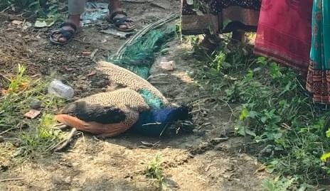 बारिश में भीगने से बीमार राष्ट्रीय पक्षी मोर की मौत