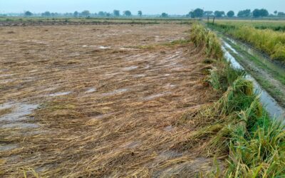 बेमौसम वर्षा ने किसानों की मेहनत पर फेरा पानी, धान और सरसों की फसल चौपट