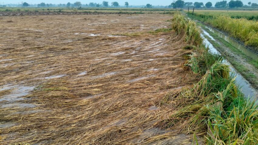 बेमौसम वर्षा ने किसानों की मेहनत पर फेरा पानी, धान और सरसों की फसल चौपट